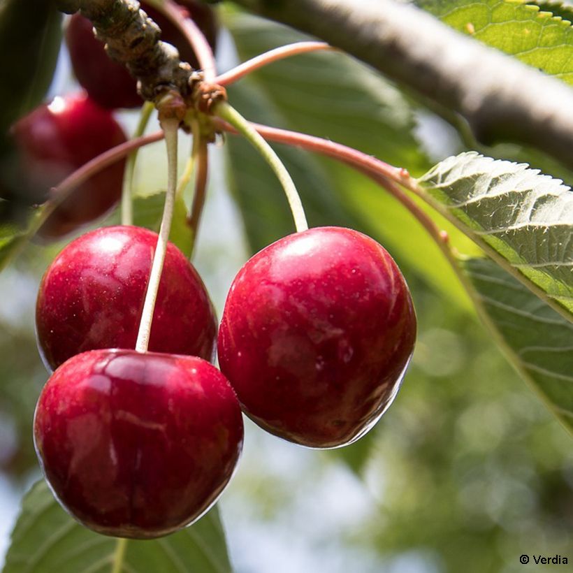 Prunus Cherry Baby - Dwarf Cherry (Harvest)