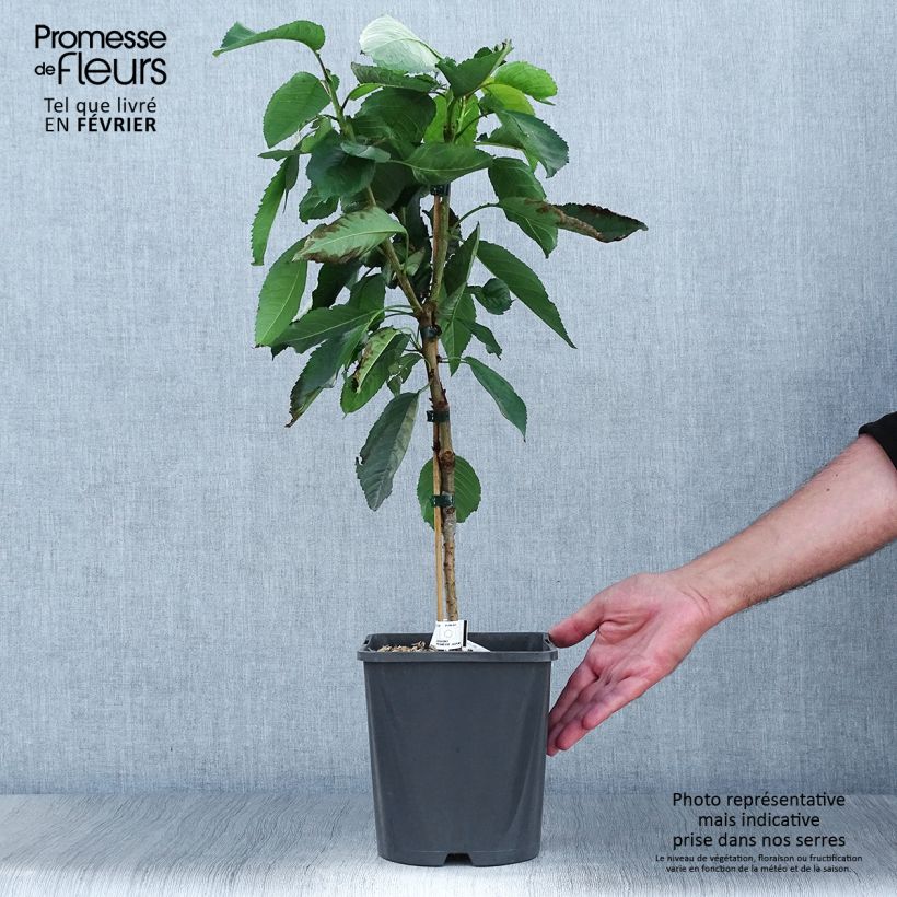 Prunus cerasus Fruit Me Cherry Me - Tart Cherry Tree 4L/5L pot, Dwarf sample as delivered in autumn