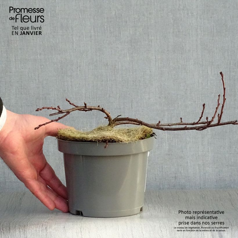 Prunus pumila Depressa 2L/3L pot sample as delivered in winter