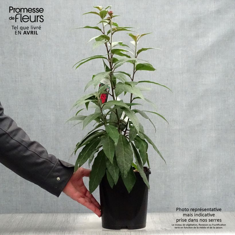Cestrum elegans Rubrum 4L/5L pot sample as delivered in spring