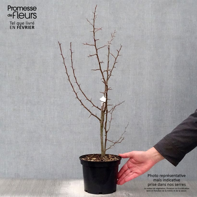 Chaenomeles cathayensis - Chinese Quince 3L/4L pot sample as delivered in winter