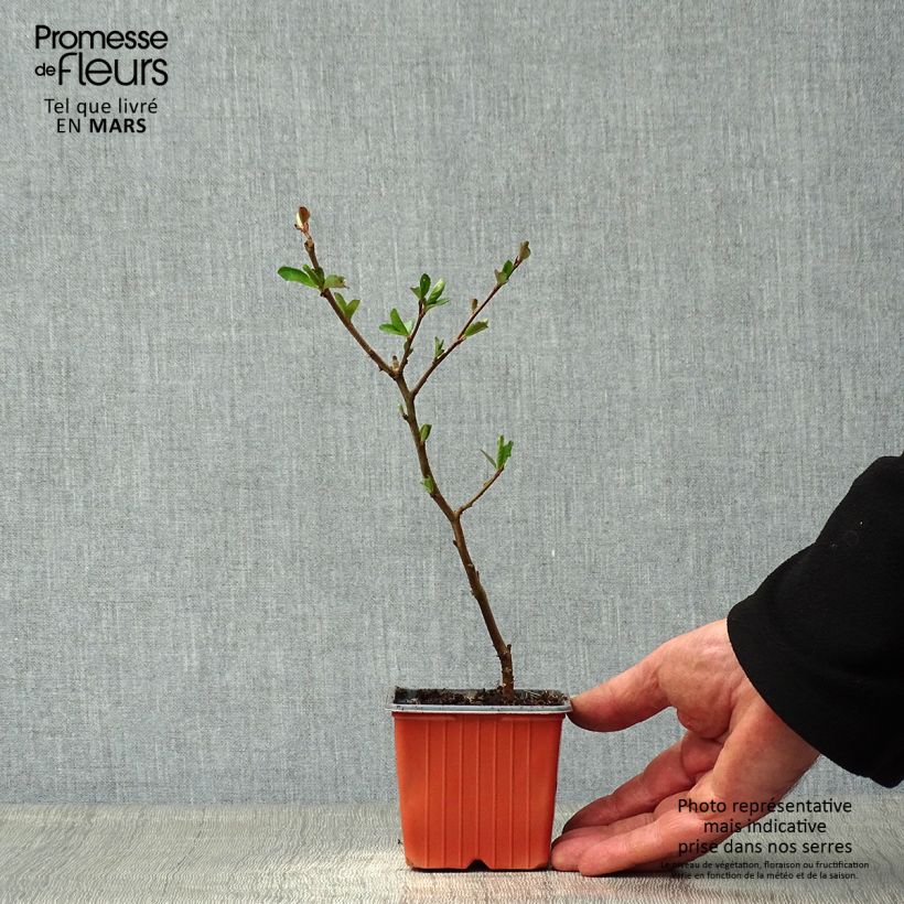 Chaenomeles superba Nicoline - Flowering Quince 8/9 cm pot sample as delivered in spring