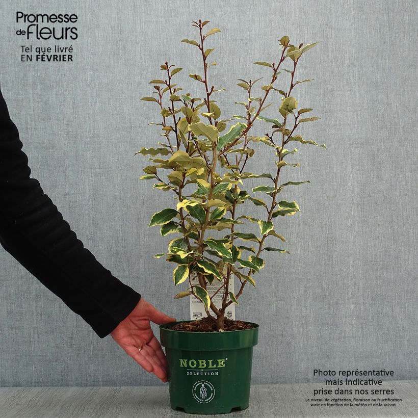 Elaeagnus ebbingei Viveleg - Oleaster 3L/4L pot sample as delivered in winter