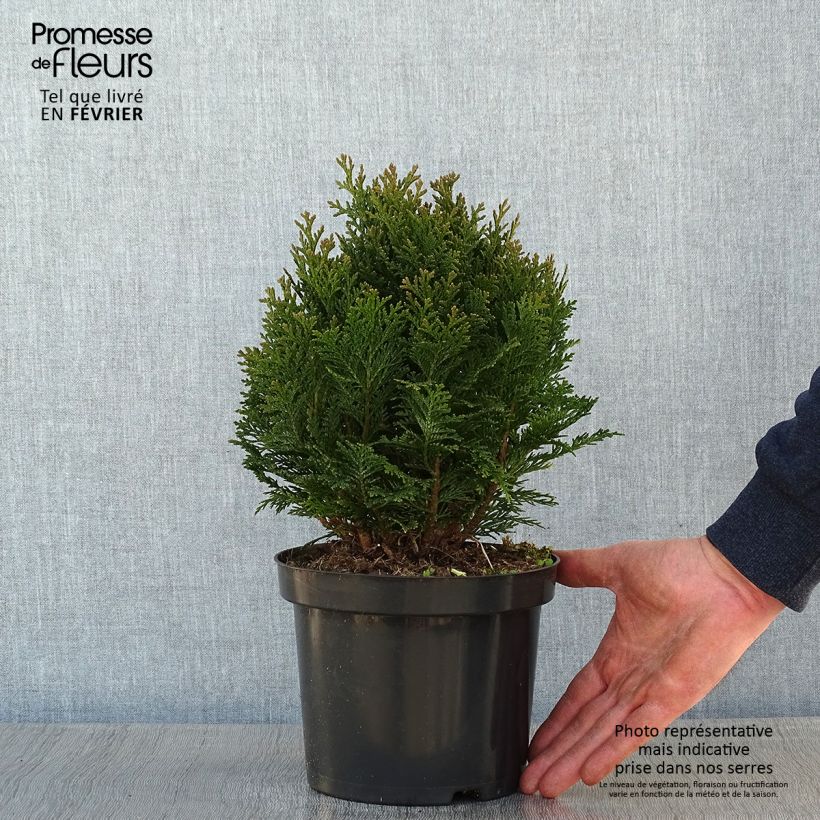 Chamaecyparis lawsoniana Minima Glauca - Lawson Cypress 2L/3L pot sample as delivered in winter