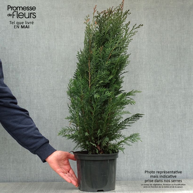 Chamaecyparis lawsoniana Columnaris - Lawson Cypress 4L/5L pot sample as delivered in spring