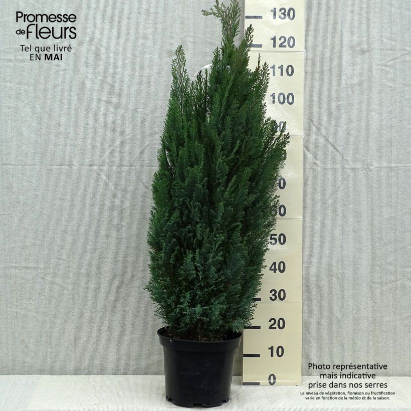 Chamaecyparis lawsoniana Elwoodii - Lawson Cypress 7.5L/10L pot sample as delivered in spring