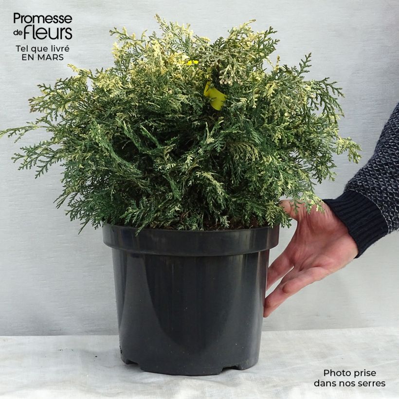 Chamaecyparis lawsoniana Pearly Swirls - Lawson Cypress 7.5L/10L pot sample as delivered in winter