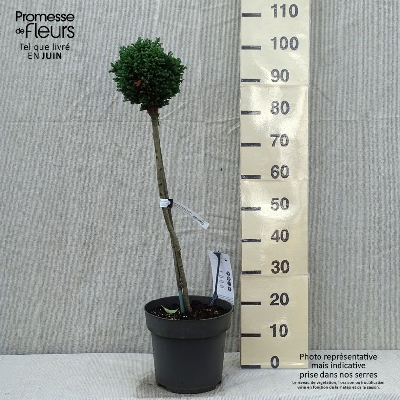 Chamaecyparis lawsoniana Rimpelaar - Lawson Cypress 7.5L/10L pot, Standard sample as delivered in spring
