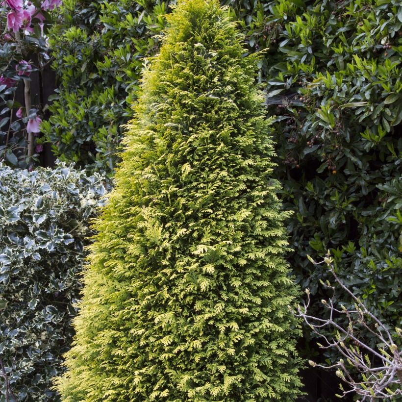 Chamaecyparis lawsoniana Stardust - Lawson's Cypress (Plant habit)