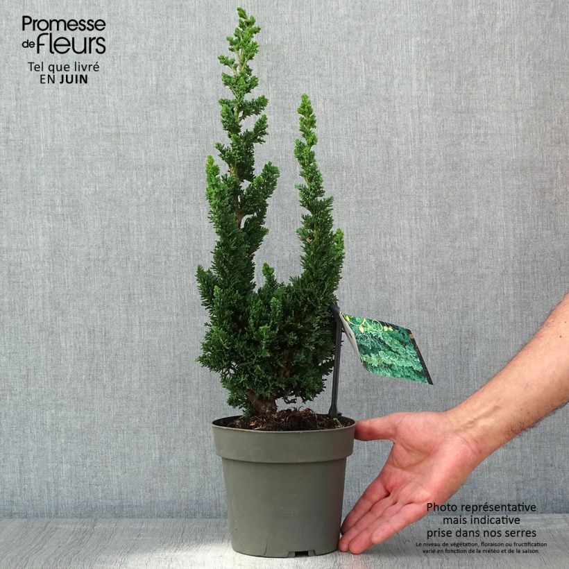 Chamaecyparis lawsoniana Wissels Saguaro - Lawson Cypress 2L/3L pot sample as delivered in spring
