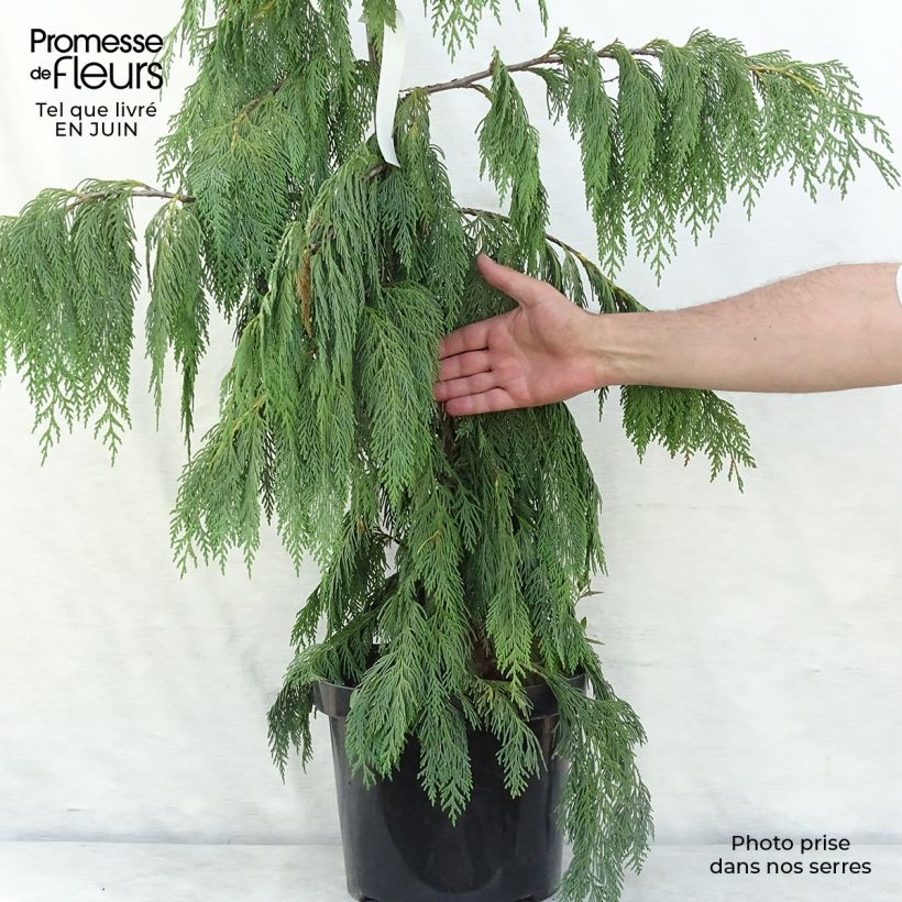 Chamaecyparis nootkatensis Pendula - Weeping Nootka Cypress 4L/5L pot sample as delivered in summer