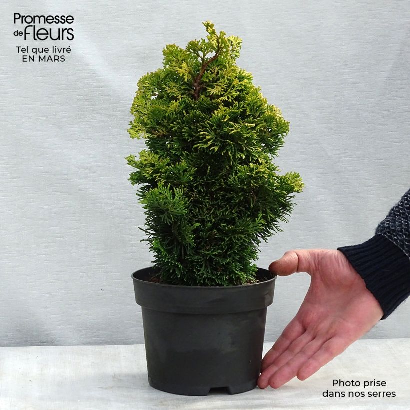 Chamaecyparis obtusa Aurora - Hinoki Cypress 2L/3L pot sample as delivered in winter