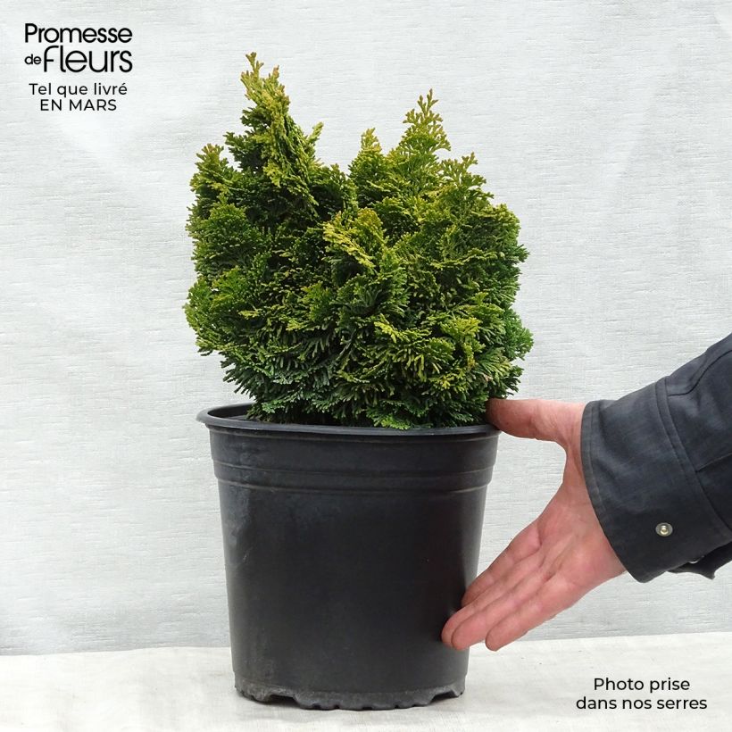 Chamaecyparis obtusa Aurora - Hinoki Cypress 4L/5L pot sample as delivered in spring
