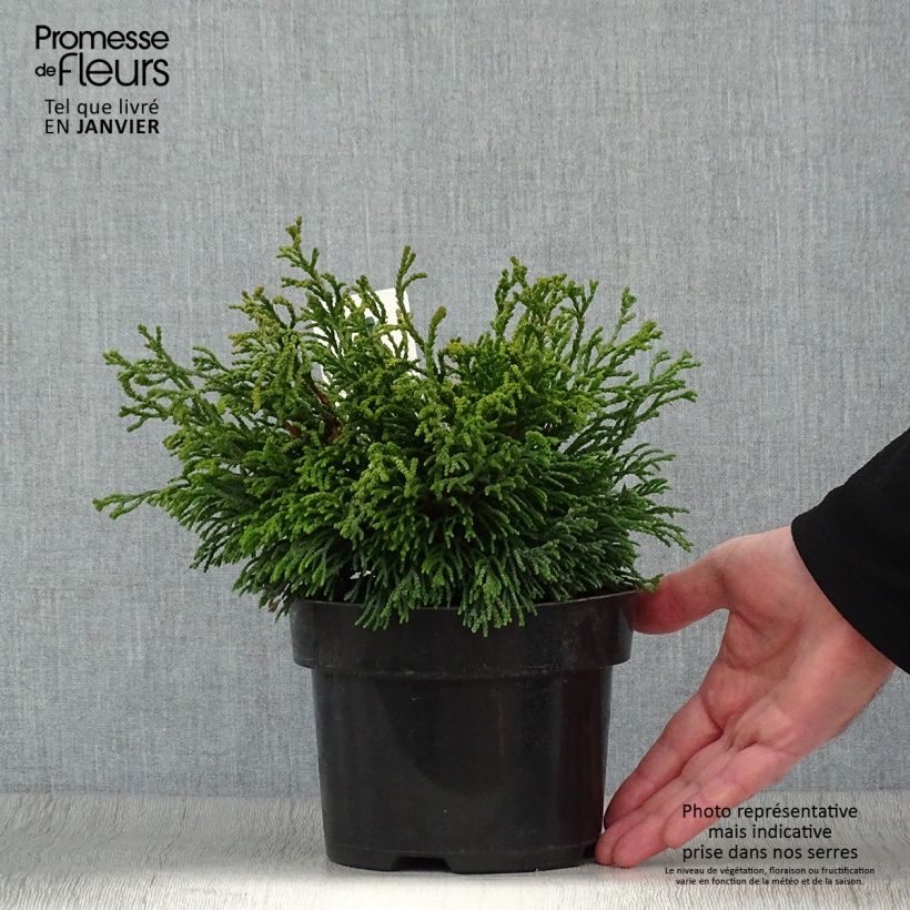 Chamaecyparis obtusa Gitte - Hinoki Cypress 2L/3L pot sample as delivered in winter