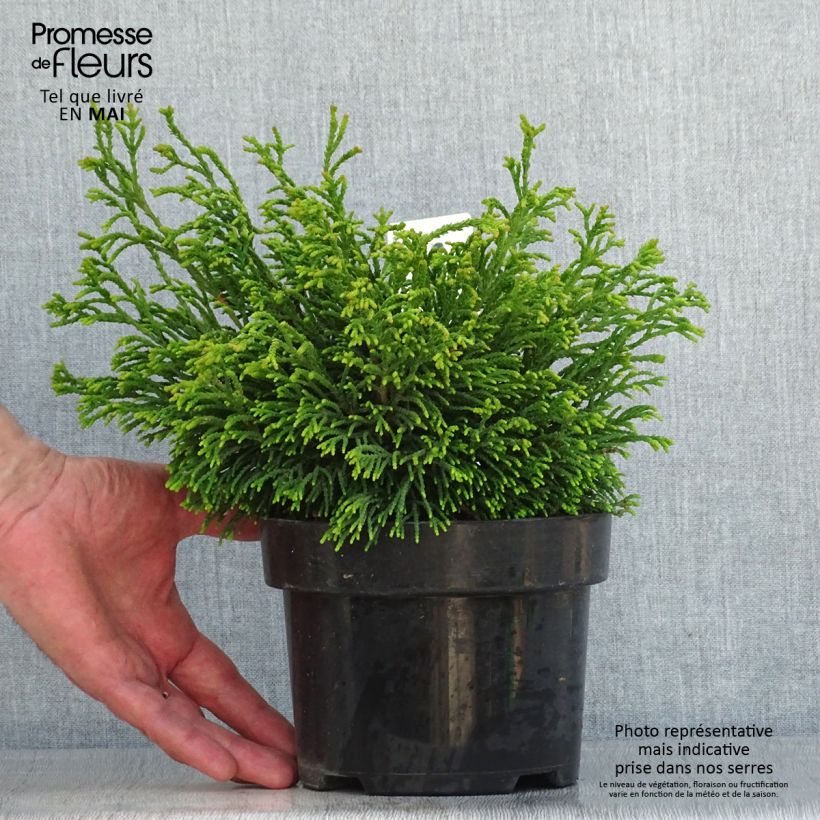 Chamaecyparis obtusa Gitte - Hinoki Cypress 2L/3L pot sample as delivered in spring