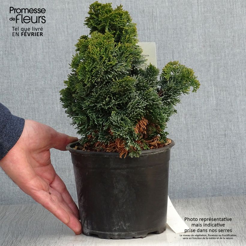 Chamaecyparis obtusa Nana Gracilis 2L/3L pot sample as delivered in winter