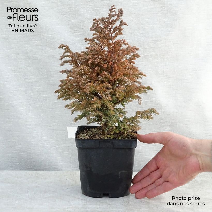 Chamaecyparis pisifera Boulevard - Sawara Cypress 2L/3L pot sample as delivered in spring