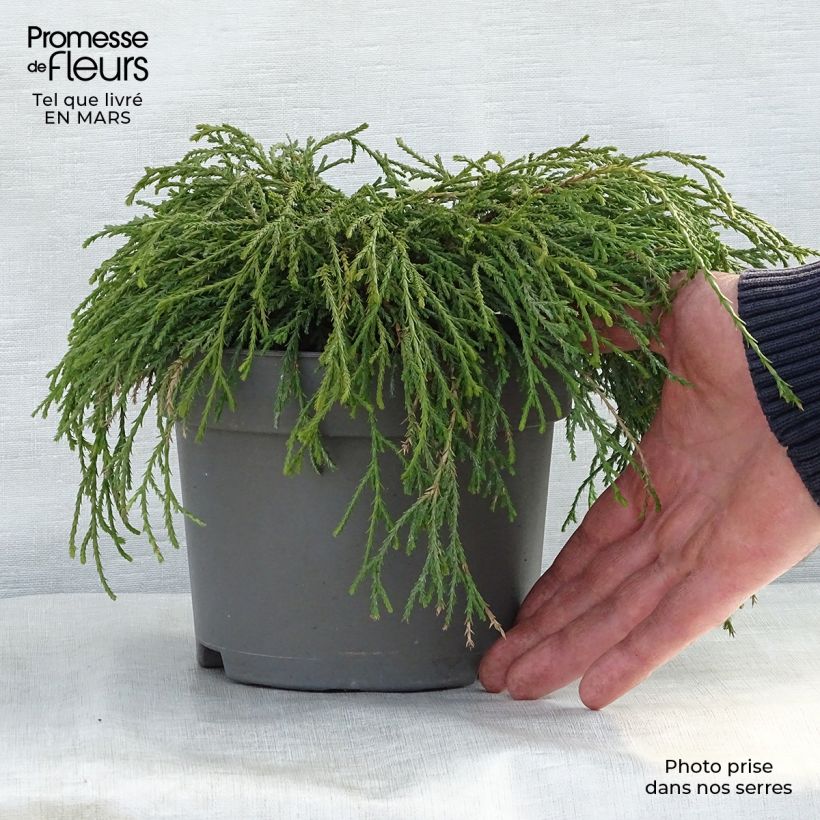 Chamaecyparis pisifera Filifera Nana - Sawara Cypress 2L/3L pot sample as delivered in spring