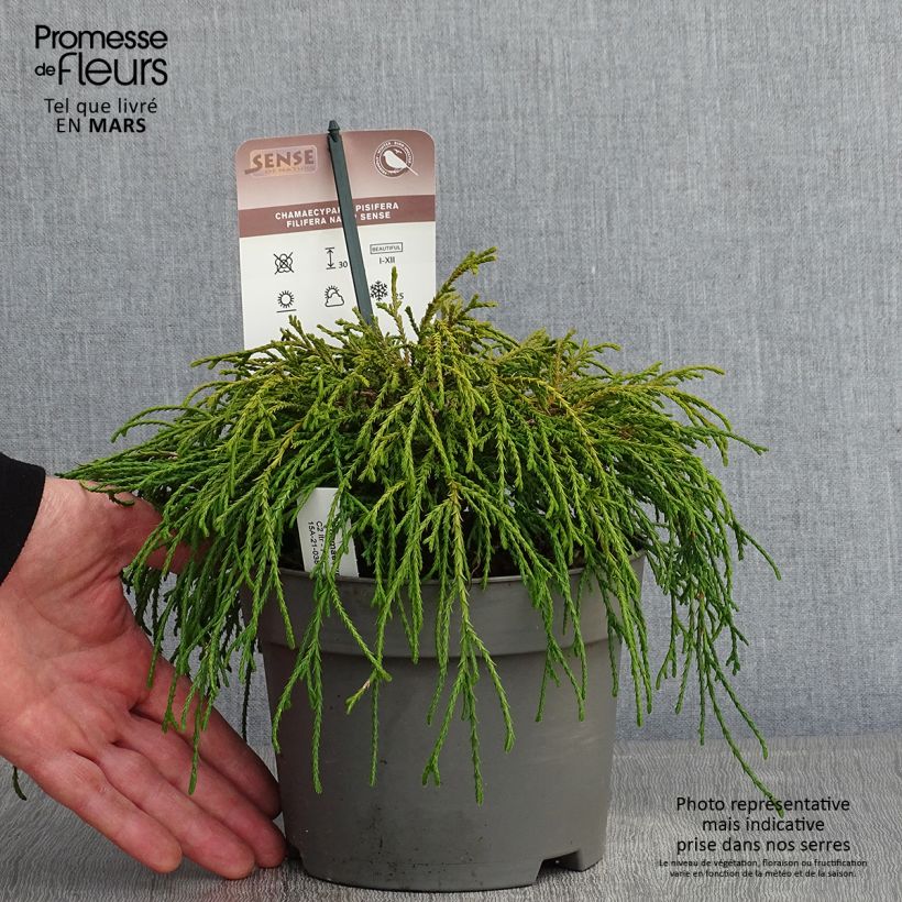 Chamaecyparis pisifera Filifera Nana - Sawara Cypress 2L/3L pot sample as delivered in winter