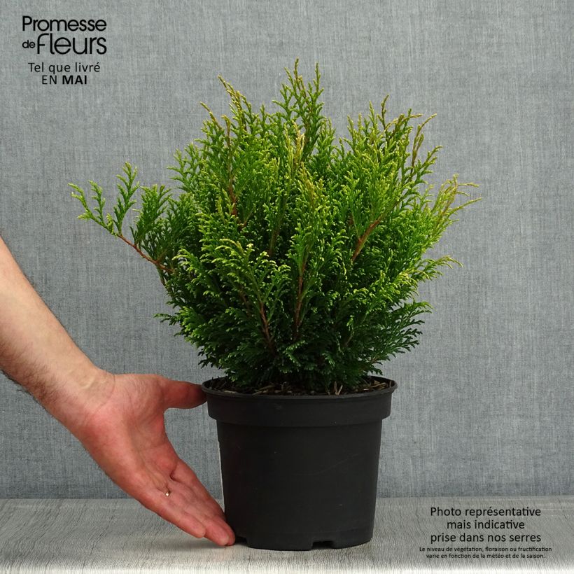 Chamaecyparis pisifera Filips Happy Day - Sawara Cypress 2L/3L pot sample as delivered in spring