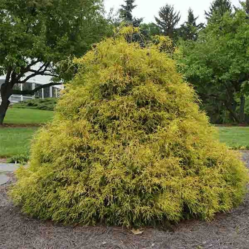 Chamaecyparis pisifera Golden Mop - Sawara Cypress (Plant habit)
