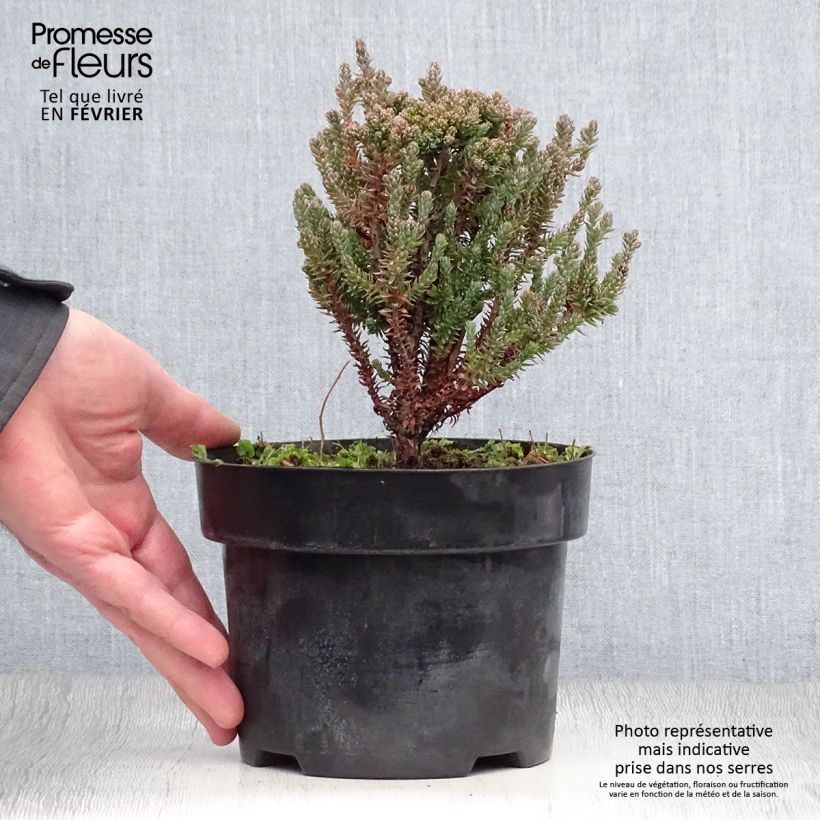 Chamaecyparis thyoides Blue Rock 2L/3L pot sample as delivered in winter