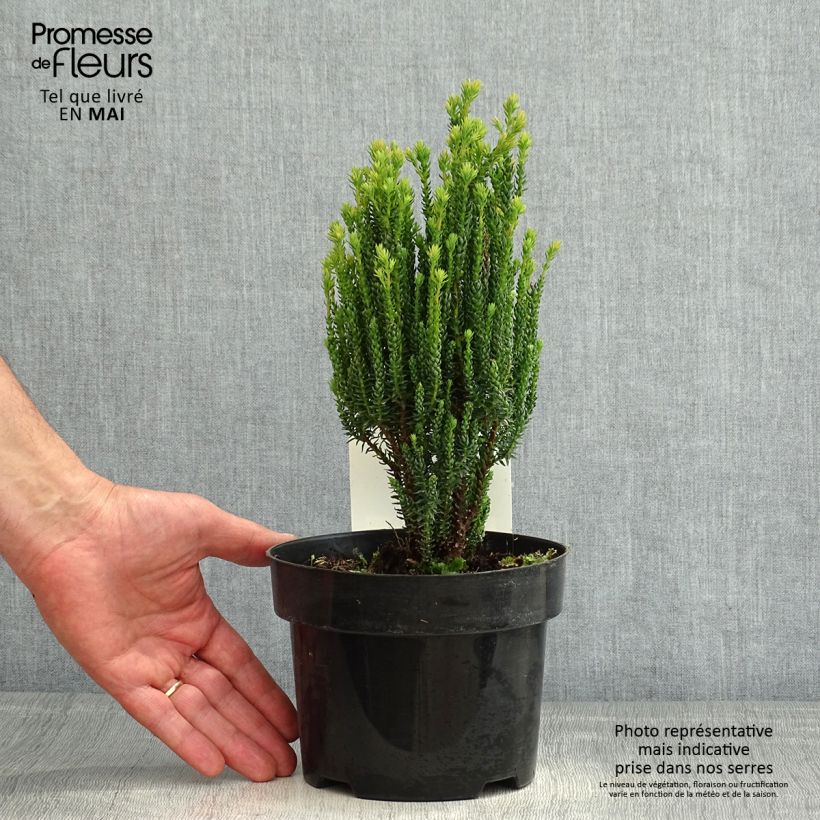 Chamaecyparis thyoides Blue Rock 2L/3L pot sample as delivered in spring