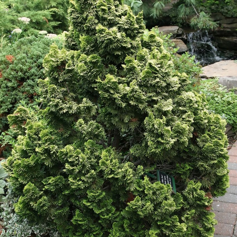 Chamaecyparis obtusa Nana Aurea - Hinoki Cypress (Plant habit)