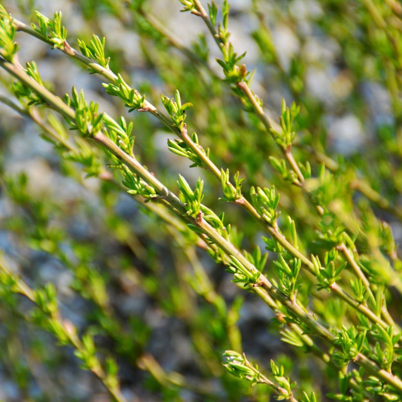 Chamaecytisus purpureus (Foliage)