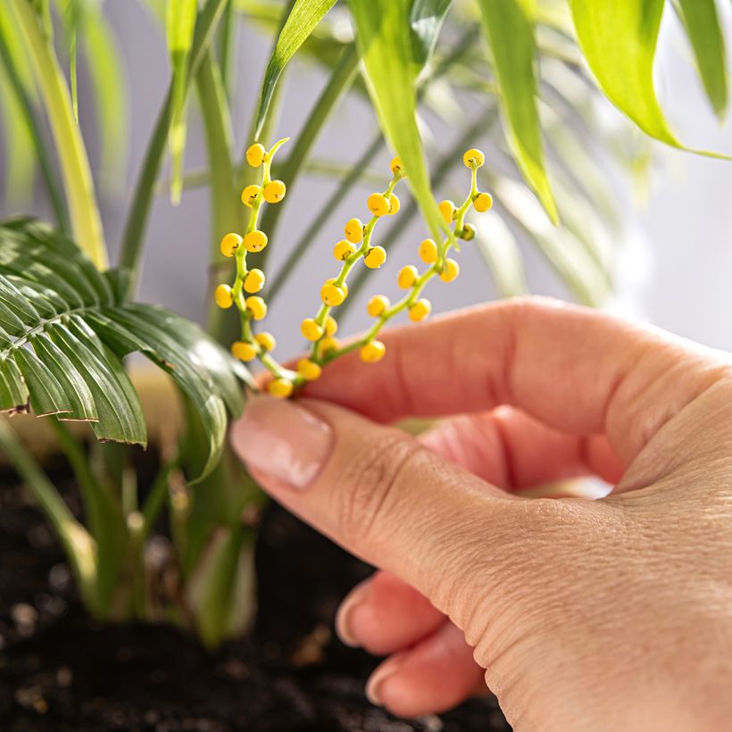 Chamaedorea elegans  - Palmier des montagnes, Palmier nain d'appartement (Flowering)