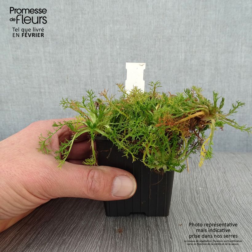 Chamaemelum nobile Flore Pleno 8/9 cm pot sample as delivered in winter