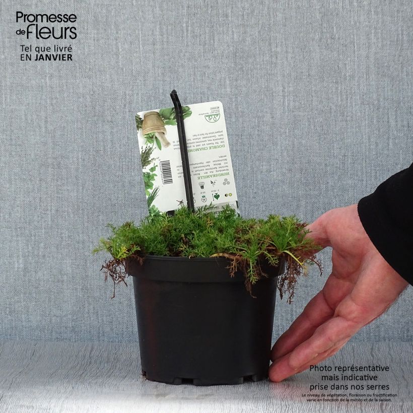 Chamaemelum nobile Flore Pleno 1.5L/2L pot sample as delivered in winter