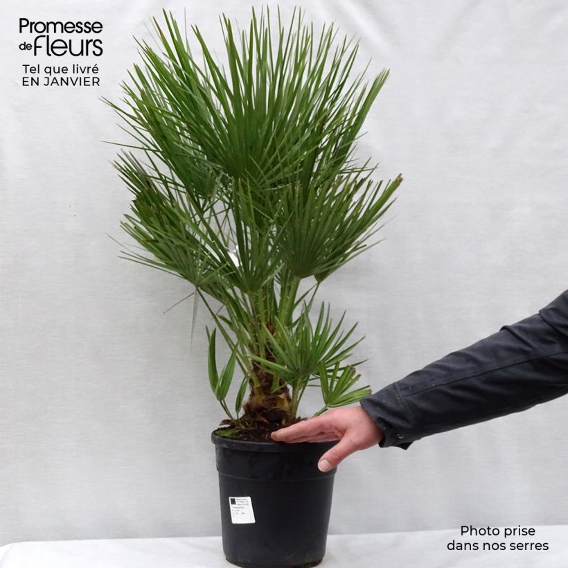 Chamaerops humilis - Dwarf Palm 6L/7L pot sample as delivered in winter