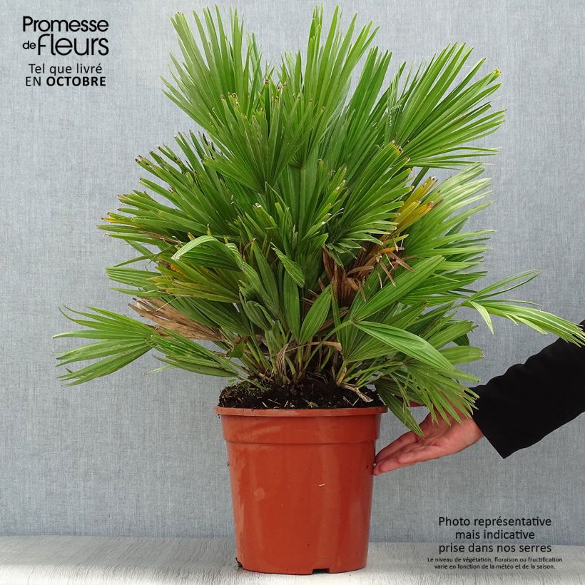 Chamaerops humilis Compacta - Dwarf Fan Palm 6L/7L pot sample as delivered in autumn
