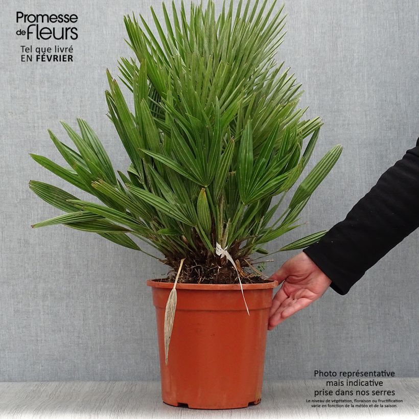 Chamaerops humilis Compacta - Dwarf Fan Palm 6L/7L pot sample as delivered in winter