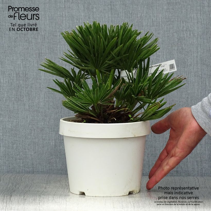 Chamaerops humilis Compacta - Dwarf Fan Palm 2L/3L pot sample as delivered in autumn