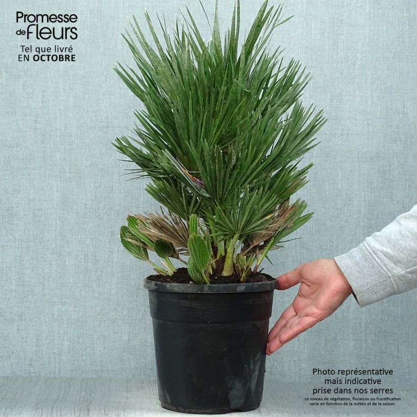 Chamaerops humilis Compacta - Dwarf Fan Palm 4L/5L pot sample as delivered in autumn
