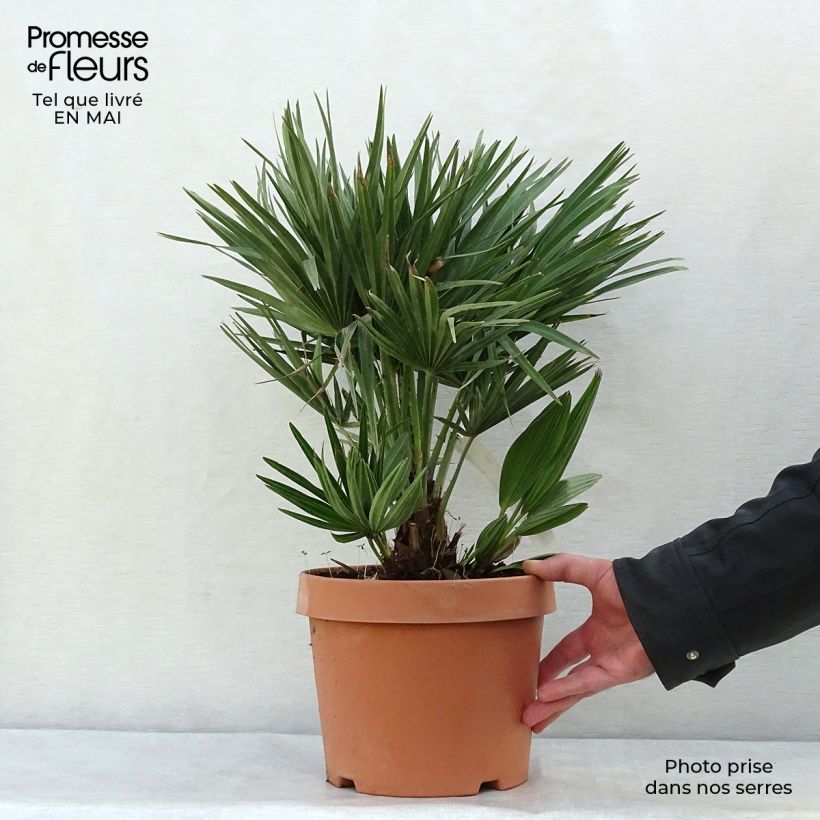 Chamaerops humilis Compacta - Dwarf Fan Palm 4L/5L pot sample as delivered in spring