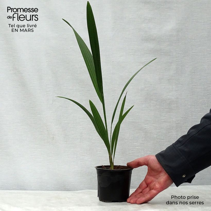 Chamaerops humilis - Dwarf Palm 12cm pot sample as delivered in spring