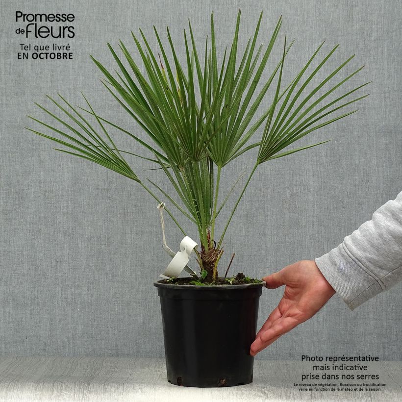 Chamaerops humilis - Dwarf Palm 2L/3L pot sample as delivered in autumn