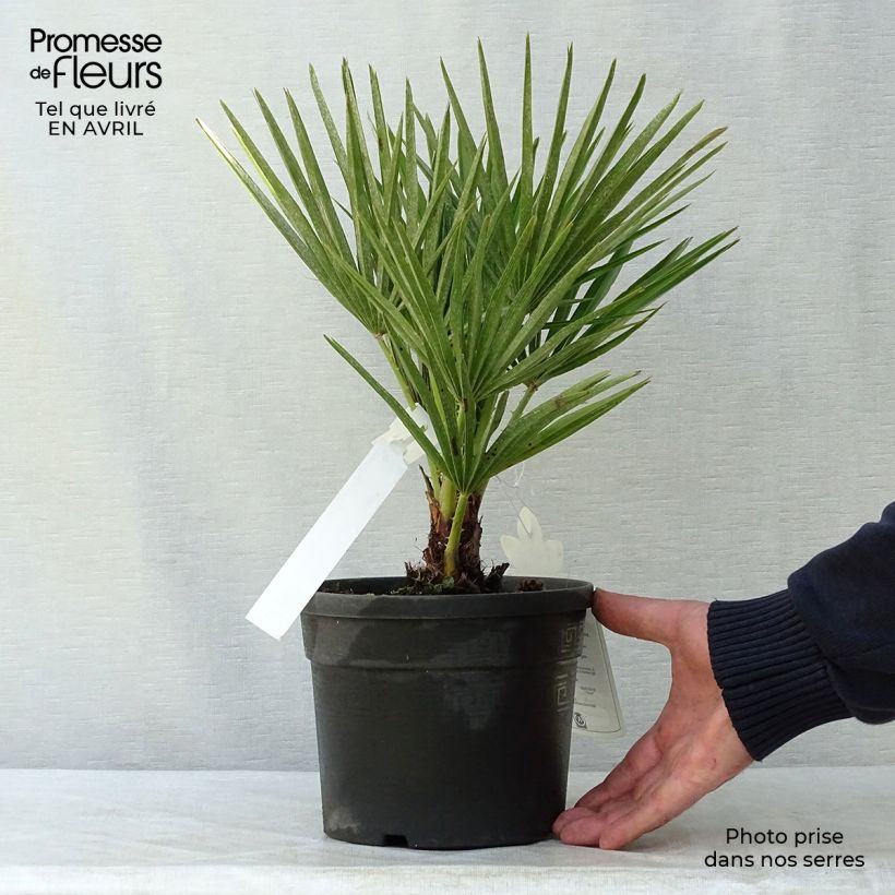 Chamaerops humilis - Dwarf Palm 2L/3L pot sample as delivered in spring