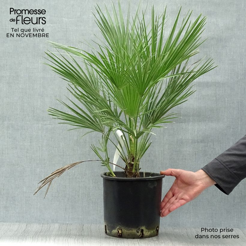 Chamaerops humilis - Dwarf Palm 6L/7L pot sample as delivered in autumn