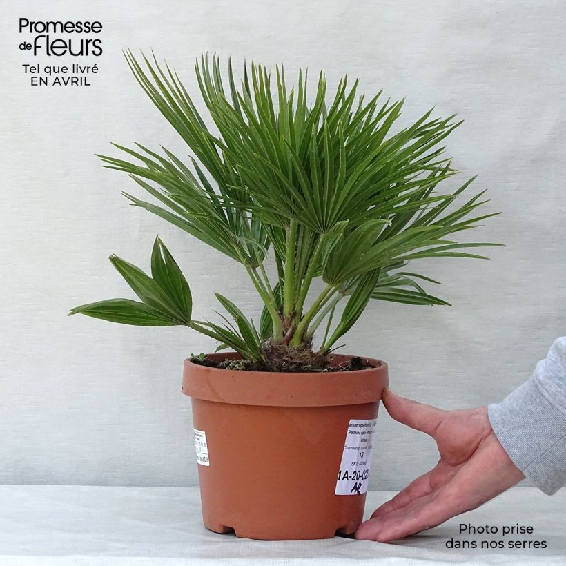 Chamaerops humilis Vulcano - Dwarf Fan Palm 2L/3L pot sample as delivered in spring