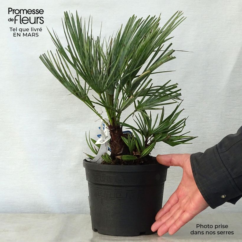 Chamaerops humilis var. cerifera - Dwarf Fan Palm 3L/4L pot sample as delivered in spring