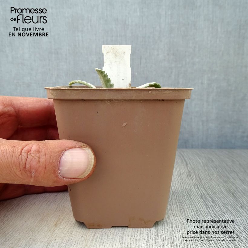 Onopordum nervosum 8/9 cm pot sample as delivered in autumn
