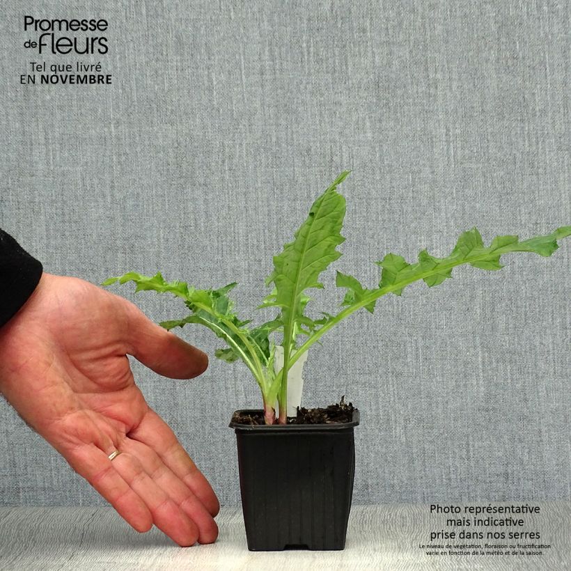 Echinops bannaticus Star Frost 8/9 cm pot sample as delivered in autumn