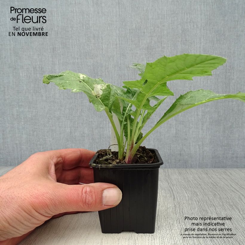 Echinops ritro 7/8 cm pot sample as delivered in autumn