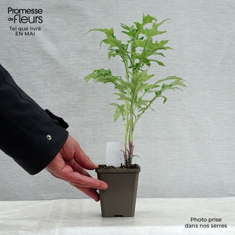 Echinops ritro 7/8 cm pot sample as delivered in spring