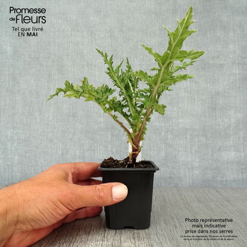 Echinops sphaerocephalum Arctic Glow 8/9 cm pot sample as delivered in spring