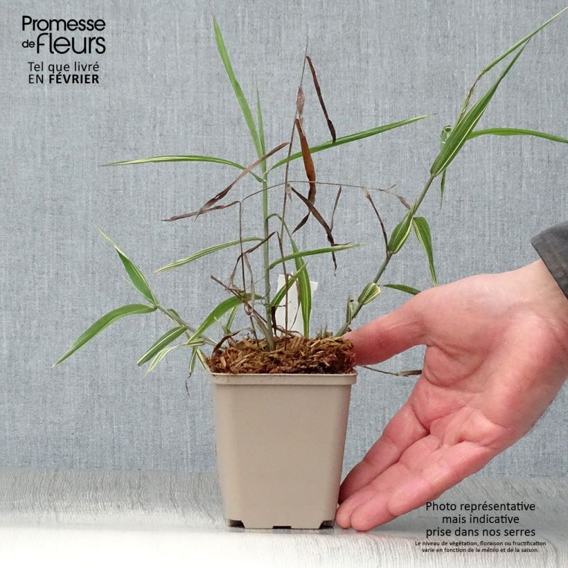 Chasmanthium latifolium River Mist 8/9 cm pot sample as delivered in winter